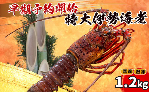 【早期予約】 【12月31日着】 特大 伊勢海老 2匹 1200g ～ 以上 冷凍 ( 特大サイズ 急速冷凍 えび エビ 高級 鮮魚 海鮮 魚介 刺身 焼き物 汁物 ギフト 贈答 贈り物 祝い 歳暮 中元 年末 年始 早期 予約 ) IKY068