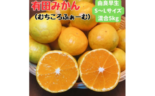 有田みかん 由良早生S～Lサイズ混合 約5kg 【2025年発送 先行予約】 1541843 - 和歌山県有田川町