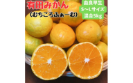 有田みかん 由良早生S～Lサイズ混合 約5kg 【2025年発送 先行予約】