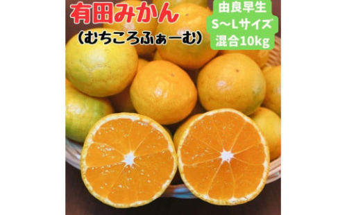 有田みかん 由良早生S〜Lサイズ混合 約10kg 【2025年発送 先行予約】 1542100 - 和歌山県有田川町