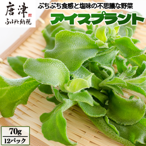 アイスプラント(70g×12パック)ぷちぷち食感 塩味 野菜 天ぷら 生春巻き サラダ スープ しゃぶしゃぶ 炒め物 おひたし 1542272 - 佐賀県唐津市