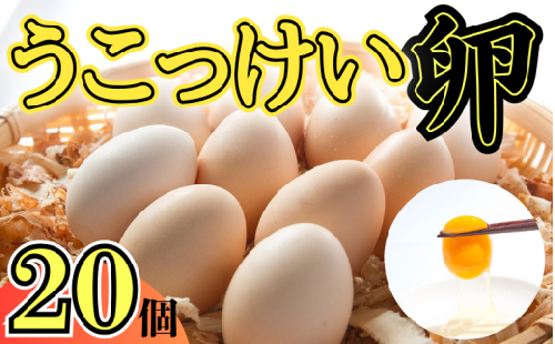 烏骨鶏！薬膳鶏の自然な恵み！卵20個セット｜鳥取 たまご うこっけい【33001】 1542321 - 鳥取県岩美町