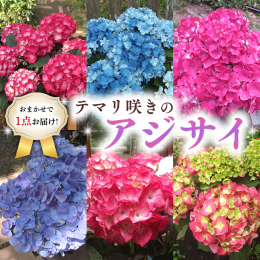 約1か月ほど楽しめる植物で、鉢植えはもちろん地植えでも簡単に楽しめます。 母の日の贈り物や初夏の時期の彩りにおすすめです。 【原産地】牛久市 【開花時期】6月頃 【観賞期間】1か月 ※お申込みいただい