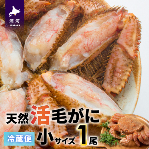 【今が旬！】漁協の活毛がに 小サイズ１尾※日付指定対応不可※[02-1419] 1542696 - 北海道浦河町