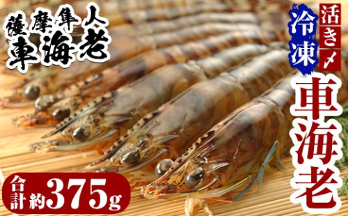 B-014 活き〆冷凍車海老「薩摩隼人車海老」合計約375g(約125g×3パック)【MBC開発】 154333 - 鹿児島県霧島市