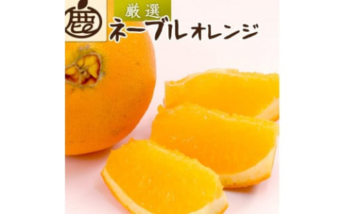［先行予約］厳選 ネーブルオレンジ7.5kg+250g（傷み補償分）［光センサー選別］ 1543407 - 和歌山県有田川町