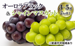 ●先行予約●2025年の収穫時期に順次出荷します！ 【配達不可：沖縄・離島】 晴れの国岡山から獲れたて『オーロラブラック＆シャインマスカット』の詰合せをお届けします。ぜひ味比べをしてみてください。 （