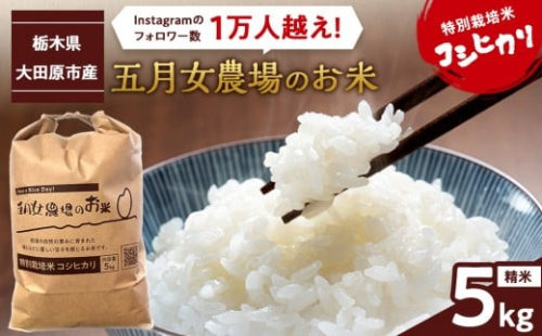 令和7年産 精米 特別栽培米 コシヒカリ「五月女農場のお米」(5kg)  2025年10月～順次発送 ｜新米 農家直送 産地直送 産直 栃木県 大田原市 こしひかり 1544434 - 栃木県大田原市