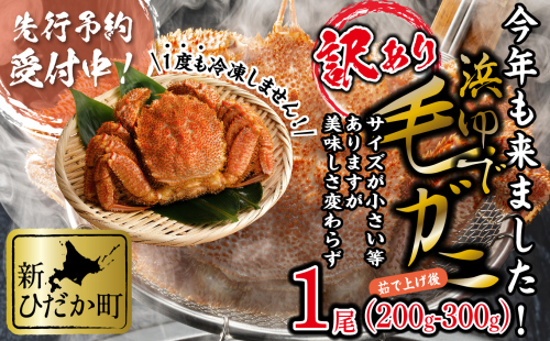 ＜2025年1月から順次発送＞ 訳あり 北海道産 浜ゆで 毛ガニ 1尾 ( 200g ～ 300g )  ＜ 予約商品 ＞ 毛蟹 毛がに かに味噌 カニ味噌 新鮮 旬 ボイル 浜茹で 海鮮 海産物 わけあり 訳アリ  1544605 - 北海道新ひだか町