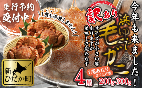 ＜2025年1月から順次発送＞ 訳あり 北海道産 浜ゆで 毛ガニ 4尾 (  1尾あたり 200g ～ 300g )  ＜ 予約商品 ＞  毛蟹 毛がに かに味噌 カニ味噌 新鮮 旬 ボイル 浜茹で 海鮮 海産物 わけあり 訳アリ  1544606 - 北海道新ひだか町