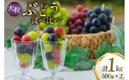 【期間限定発送】 ぶどう 食べ比べ 粒 500g 2パック 約 1kg 大粒 [oboco grapes 山形県 高畠町 tk06ayt250006] シャインマスカット ピオーネ フルーツ 果物 くだもの ぶどう ブドウ 葡萄 1キロ 甘い