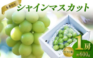 【先行受付（令和7年度発送）】もぎたてシャインマスカット1房 600g程度 ギフト箱入り FSY-2029