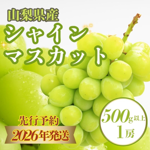 【2026年先行予約】　シャインマスカット500g以上（1房）　　都留市　山梨　シャインマスカット　マスカット　葡萄　ぶどう　ブドウ　フルーツ 1545651 - 山梨県都留市