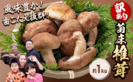 椎茸 きのこ 訳あり 菌床椎茸 1kg サイズ未選別 motochi農園《11月上旬-3月中旬に出荷予定(土日祝除く)》 岩手県 九戸村 野菜 岩手県産 国産 お取り寄せ 送料無料 大きい 不揃い シイタケ 山盛り 干し椎茸 肉厚 出汁 煮物 鍋 茶碗蒸し