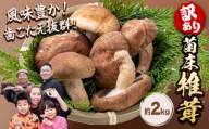 椎茸 きのこ 訳あり 菌床椎茸 2kg サイズ未選別 motochi農園《11月上旬-3月中旬に出荷予定(土日祝除く)》 岩手県 九戸村 野菜 岩手県産 国産 お取り寄せ 送料無料 大きい 不揃い シイタケ 山盛り 干し椎茸 肉厚 出汁 煮物 鍋 茶碗蒸し