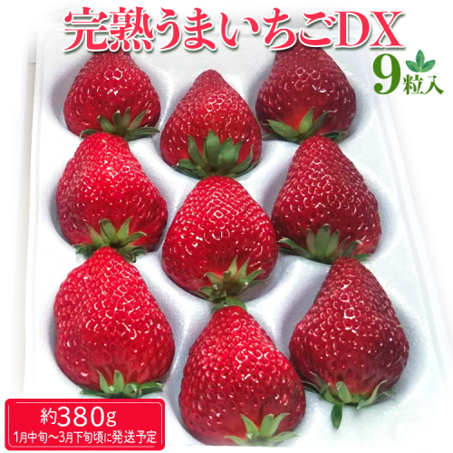完熟うまいちごデラックス 9粒入 約380g｜いちご イチゴ 苺 フルーツ 果物 国産 茨城県産 完熟 甘い おいしい ギフト 贈答 贈り物 プレゼント お祝い ご褒美 家庭用 記念日 景品 380g 380グラム _FR01 ※2025年1月中旬～3月下旬頃に順次発送予定 1545906 - 茨城県古河市