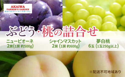 桃 ぶどう 詰合せ 2025年 先行予約  夢白桃 6玉（1玉250g以上） ニュー ピオーネ 2房 約500g×2　シャインマスカット2房約600ｇ×２　岡山県 赤磐市産 フルーツ 果物 あかいわファーマーズガーデン 1546629 - 岡山県赤磐市