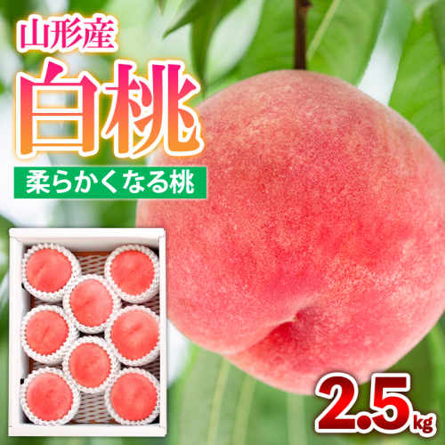 山形産 白桃  [柔らかくなる桃] 2.5kg(7～10玉) 秀品 品種おまかせ【令和7年産先行予約】FS24-730 1547359 - 山形県山形市