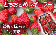 【1月発送】とちおとめレギュラー 250g×12パック