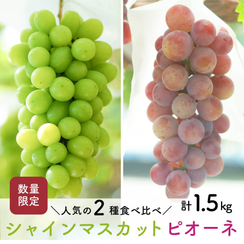 【先行予約・2026年9月】数量限定 食べ比べ！ シャインマスカットとピオーネのセット 合計約1.5kg 産地直送 農家直送 甘い 大きい 種なし ぶどう 果物 1547893 - 高知県日高村