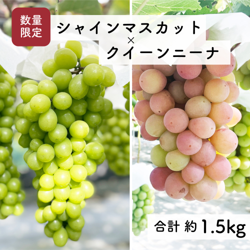【先行予約・2026年9月】数量限定 食べ比べ！ シャインマスカットとクインニーナのセット 合計約1.5kg 産地直送 農家直送 甘い 大きい 種なし ぶどう 果物 1547894 - 高知県日高村