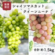 【先行予約・2026年9月】数量限定 食べ比べ！ シャインマスカットとクインニーナのセット 合計約1.5kg 産地直送 農家直送 甘い 大きい 種なし ぶどう 果物