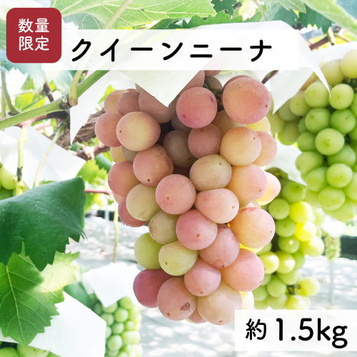 【先行予約・2026年9月】希少品種 数量限定 特大クイーンニーナ 1.5kg 産地直送 農家直送 甘い 大きい 種なし ぶどう 果物 限定品 1547896 - 高知県日高村