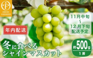 ［年内配送］冬に食べるシャインマスカット 1房詰め  約500g ［ おぶせファーマーズ ］ 年内発送 ぶどう フルーツ 果物 くだもの 長野県 産地直送 送料無料 令和6年産 【2024年11月中旬〜12月下旬配送】 12月15日決済確定分まで年内配送［F-549］