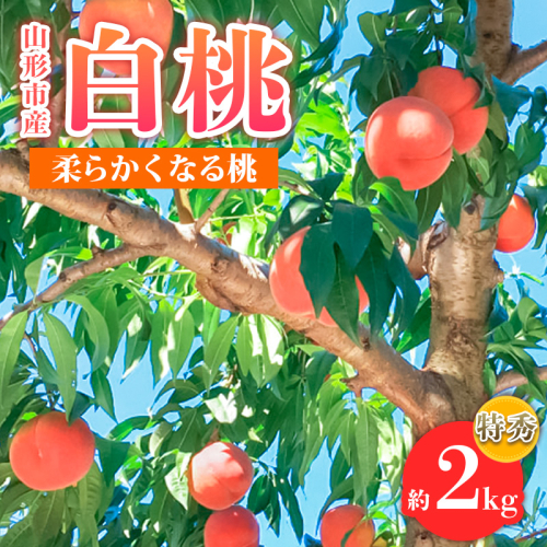 山形市産 白桃 特秀品 約2kg(4～８玉)  柔らかくなる桃【令和8年産先行予約】FS24-756 1548025 - 山形県山形市