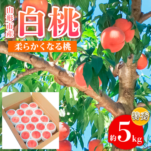 山形市産 白桃 特秀品 約5kg (12～20玉) 柔らかくなる桃【令和8年産先行予約】FS24-757 1548026 - 山形県山形市
