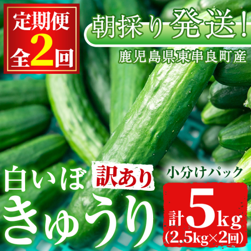 【0123904b】＜訳あり＞＜定期便・全2回(11月・1月)＞愛情たっぷり！牧内農園の白いぼきゅうり(2.5kg×2回) 不揃い 規格外 野菜 やさい 旬 新鮮 サラダ キュウリ 胡瓜【牧内農園】 154812 - 鹿児島県東串良町