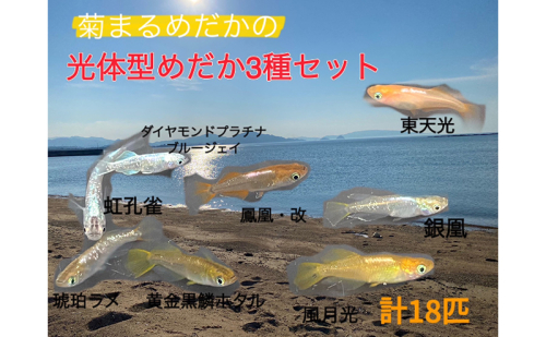 菊まるめだかの【光体型めだか3種セット】計18匹 セレクト メダカ 幼魚～若魚 1.5cm～2.0cm 生体 ペット  1548162 - 香川県東かがわ市