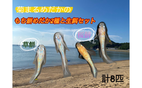 菊まるめだかの【もち餅めだか2種生餌セット】計8匹 メダカ 幼魚～若魚 1.5cm～2.0cm 生体 ペット ミジンコ ゾウリムシ 1548163 - 香川県東かがわ市