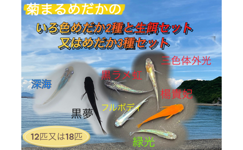 菊まるめだかの【いろ色めだか2種と生餌セット又はめだか3種セット】計12匹又は18匹 メダカ 幼魚～若魚 1.5～2.0cm ミジンコ ゾウリムシ 1548164 - 香川県東かがわ市