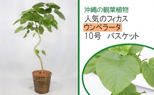 沖縄の観葉植物【人気のフィカス】ウンベラータ　10号　バスケット　A1055