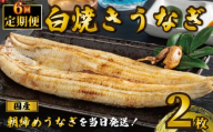 国産うなぎ 白焼き 2枚 1尾約120g 定期便6回 うなぎ 鰻 白焼き 蒲焼 うな重 鰻丼 うな丼 ひつまぶし 土用の丑の日 土用丑 魚 海鮮 魚介類 肉 肝 レバー 冷蔵 おつまみ おかず 惣菜 酒 ビール 焼酎 日本酒 ウイスキー チューハイ お取り寄せ ギフト プレゼント 贈答 贈答用 贈り物 内祝い お中元 お歳暮 母の日 父の日 敬老の日 千葉県 銚子市 有限会社石毛川魚店