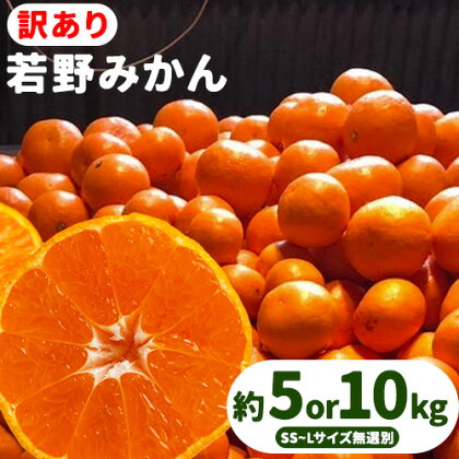 訳あり 若野みかん 約5kg or 約10kg サイズ無選別 圦本悟農園《12月上旬-2月中旬頃出荷》和歌山県 日高川町 旬 新鮮 果物 柑橘 フルーツ 国産 送料無料 ミカン みかん 温州みかん 1550334 - 和歌山県日高川町