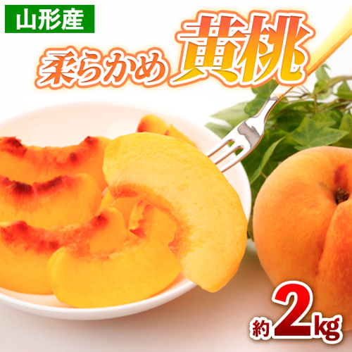 山形産 柔らかめ 黄桃 約2kg(4～9玉) 【令和7年産先行予約】FS24-704 1550695 - 山形県山形市