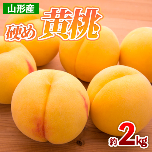 山形産 硬め 黄桃 約2kg(4～9玉) 【令和7年産先行予約】FS24-707 1550698 - 山形県山形市