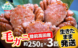三陸で獲れた「毛ガニ」を生きたまま梱包して鮮度抜群のまま発送いたします。日本で北海道に次ぐ毛ガニの産地である岩手県の毛ガニは「三陸毛ガニ」と呼ばれています。親潮と黒潮がぶつかる三陸の海は毛ガニのエサと