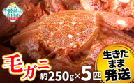 毛ガニ　約250g  5匹（尾）