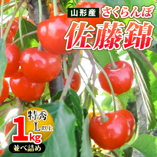 山形産 さくらんぼ佐藤錦 1kg 並べ詰め L以上 【令和7年産先行予約】FS24-728 1551001 - 山形県山形市
