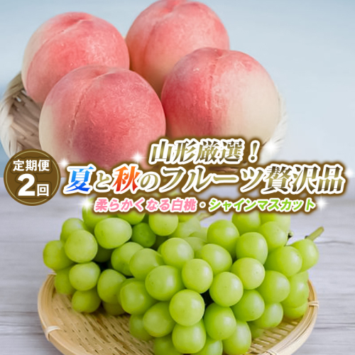 【定期便2回】山形厳選！夏と秋のフルーツ贅沢品(柔らかくなる白桃、シャインマスカット) 【令和8年産先行予約】FS25-643 1551029 - 山形県山形市