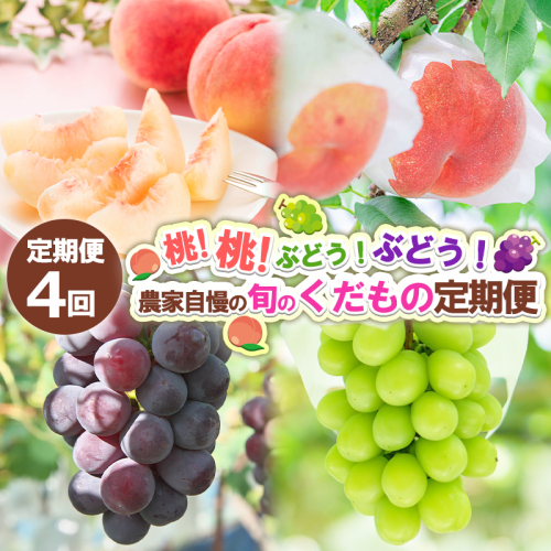 【定期便4回】桃！桃！ぶどう！ぶどう！農家自慢の旬のくだもの定期便 【令和8年産先行予約】FS24-720 1551036 - 山形県山形市