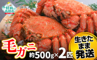 毛ガニ　約500g  2匹（尾）