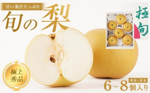 先行予約 旬の梨 極上 秀品（中玉～大玉）6～8個入り ［2026年8月下旬頃～9月下旬頃発送］［KG23］ 1551481 - 和歌山県那智勝浦町