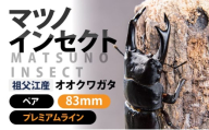 マツノインセクト 祖父江産 オオクワガタ 83mm ペア プレミアムライン 国産 祖父江 ブリーダー 松野 送料無料 愛知県 豊橋市