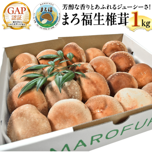 【 ファーム大畑 】 まろ福生椎茸 1kg 椎茸 しいたけ GAP規範 ジューシー ビタミンD 葉酸 グアニル酸 遊離グルタミン酸 和風パスタ 味噌汁 炒め物 佃煮 和洋中 [AK004ci] 1552750 - 茨城県筑西市