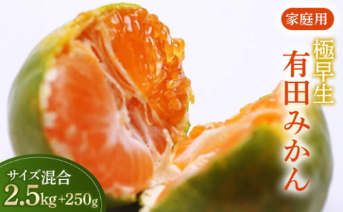 家庭用 極早生有田みかん2.5kg+250g（傷み補償分）【希少な新品種YN26】【菊みかん入り】 155282 - 和歌山県美浜町