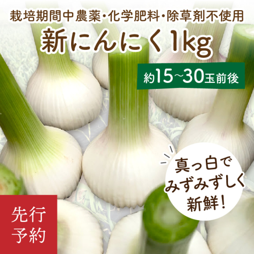 【先行予約／数量限定40】新にんにく1kg（15玉～30玉前後） にんにくコンフィレシピ付き（栽培期間中農薬・化学肥料・除草剤不使用）（2026年6月上旬～発送）
 1553898 - 京都府京丹後市